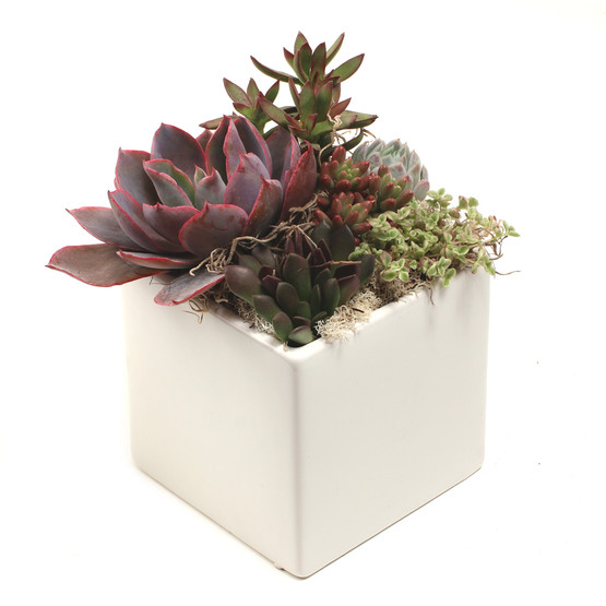 Urban Square Pot 4.75