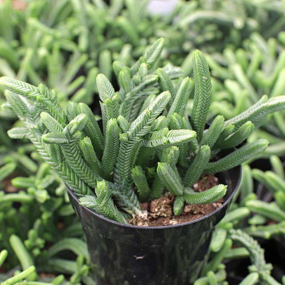 Crassula 'Imperialis' - Giant Watch Chain - Mountain Crest Gardens