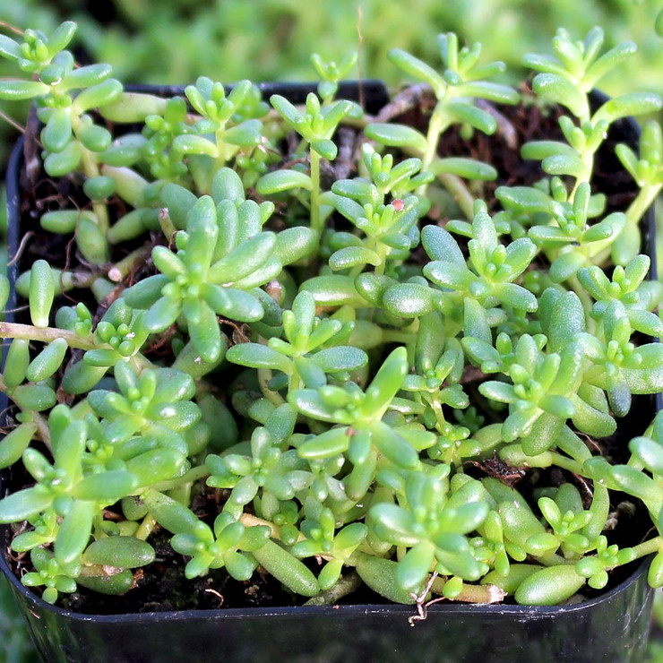 How fast do succulents grow or spread?