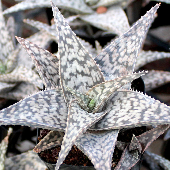 Aloe 'White Fox'