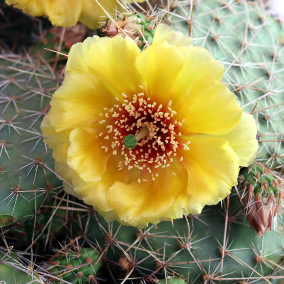 Nala ナラ　Cactus all in one Amazon.com : Prickly Pear Cactus Plant Live Opuntia