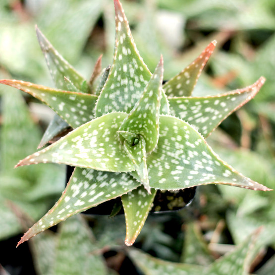 Aloe 'Freckles' - Mountain Crest Gardens