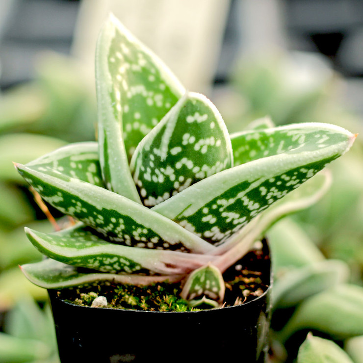 Gasteria Gasteria Guide (Types of Succulents)