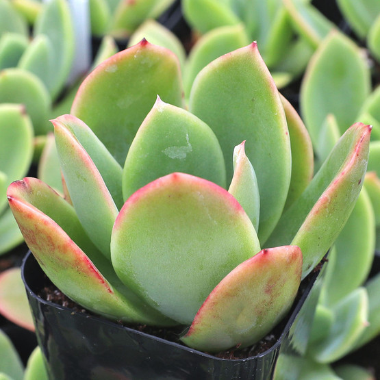Echeveria 'Tulip' [exclusive] - Mountain Crest Gardens