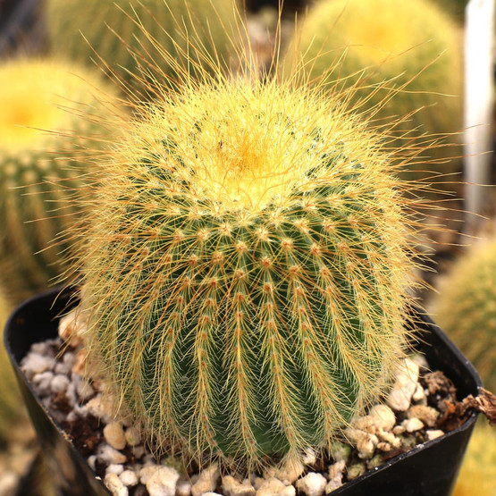 Parodia leninghausii - Golden Ball Cactus | MCG