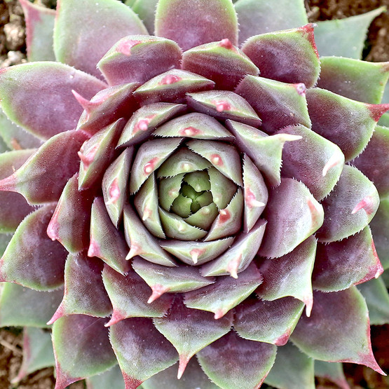 sempervivum_mulberry_wine__310