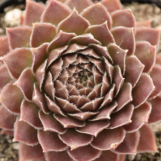 Sempervivum 'Bronze - Crest