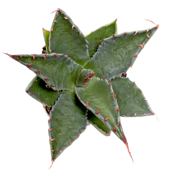 p*5様 【Lj_plants】C316アガベ Agave montana モン Agave montana - Mountain Agave [plug] - Mountain Crest Gardens