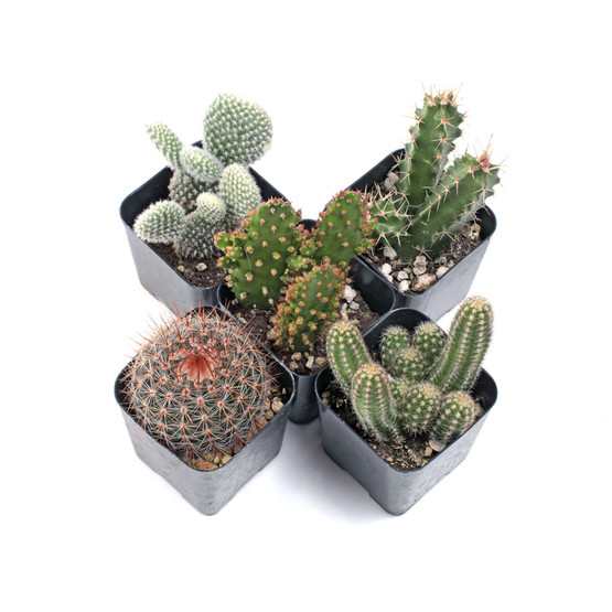 Cacti Set Of 5 Mountain Crest Gardens