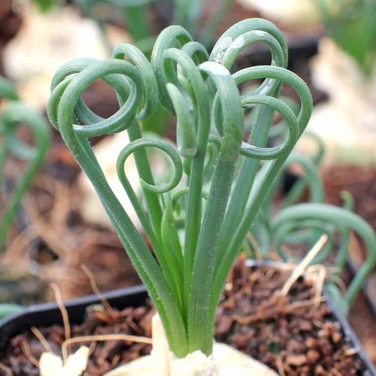 Variegated String of Pearls / Senecio rowleyanus f. variegatus