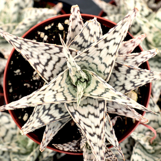 Aloe Blizzard [large] - Mountain Crest Gardens