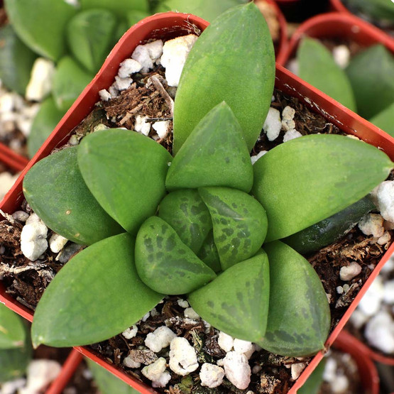 haworthia_x_turgida__36840.