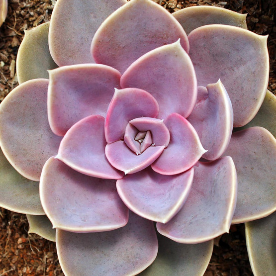 Echeveria 'Perle von Nurnberg' [large] - Mountain Crest Gardens