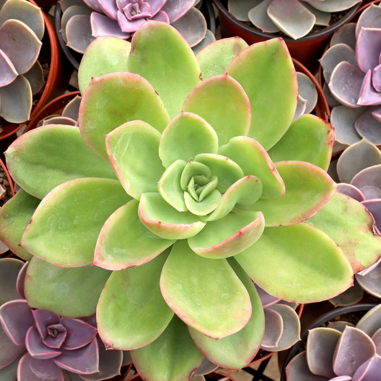 ech_tulip_pvn__61593.