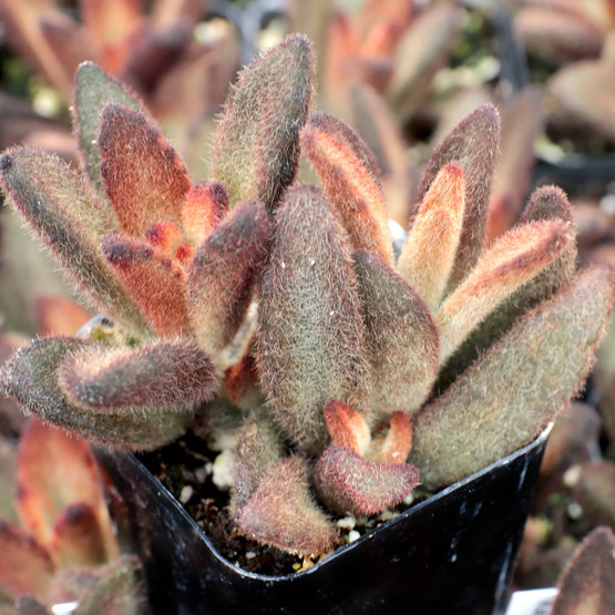 Kalanchoe tomentosa 'Cinnamon'