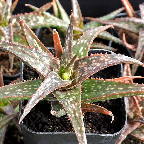 Aloe hybrid by John Bleck - Mountain Crest Gardens