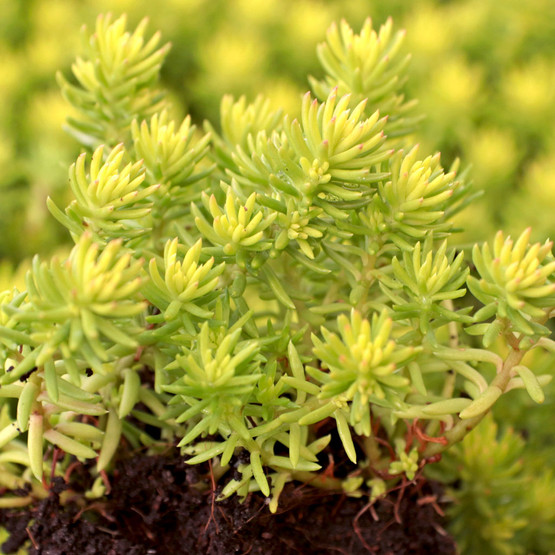 Sedum Sunsparkler® 'Angelina's Teacup' - Mountain Crest Gardens