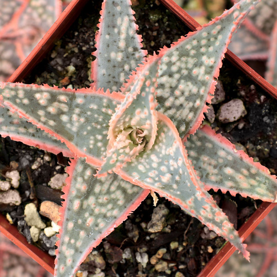 Aloe 'Donnie' - Mountain Crest Gardens