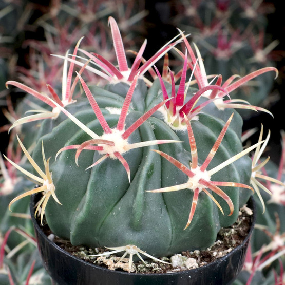 Comes in a 3.5/" Pot Ferocactus Latispinus
