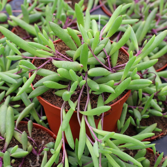 Ruby Necklace Strings / Fastest Growing Succulent