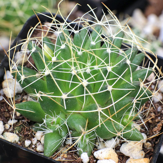 サボテン Mammillaria Decipiens ssp. Camptotricha birds_nest_cactus__70495.