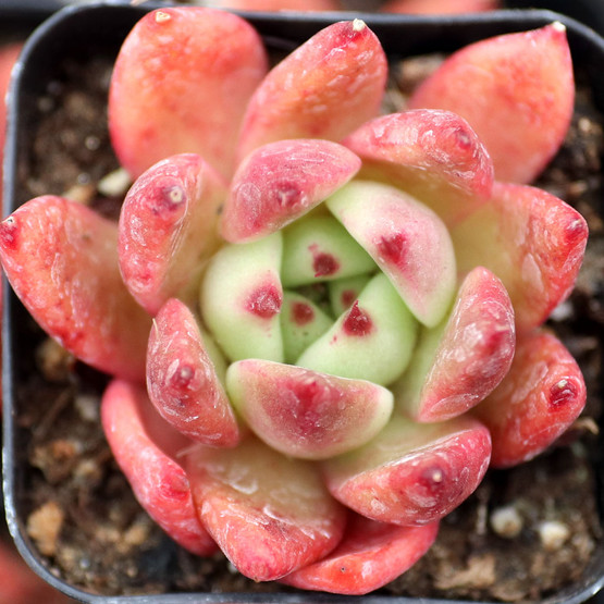 Echeveria agavoides 'Frank Reinelt' - Mountain Crest Gardens