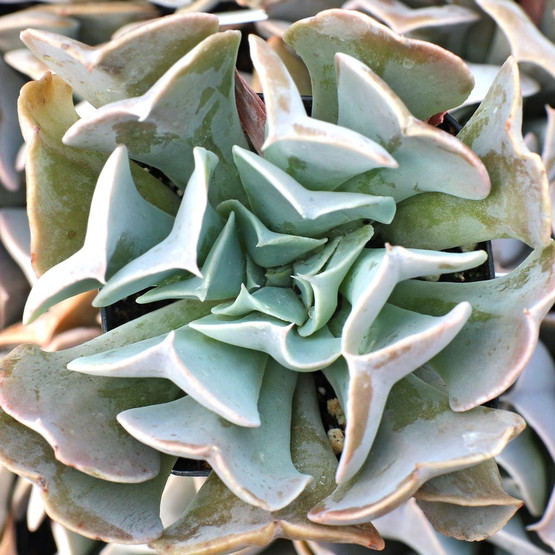 Echeveria 'Swan Lake' | Mountain Crest Gardens™