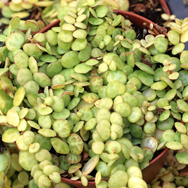 Variegated String of Pearls / Senecio rowleyanus f. variegatus