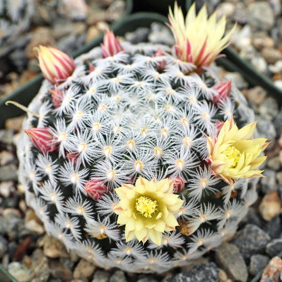 Mammillaria crinita ssp. duwei [large] - Mountain Crest Gardens