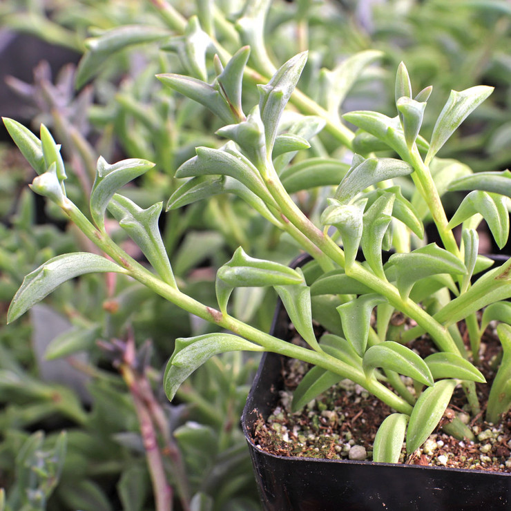 Senecio rowleyanus f. variegatus 'Variegated String of Pearls