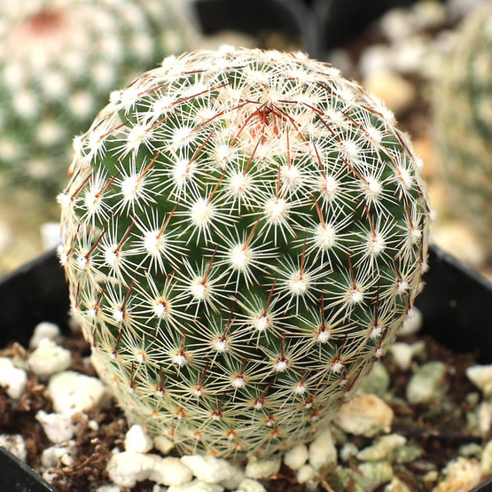 Mammillaria matudae - Thumb Cactus