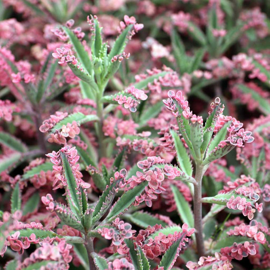 kriechender thymian saatgut Kriechender Thymian Samen Mischung  Bodendecker fr Garten und Balkon