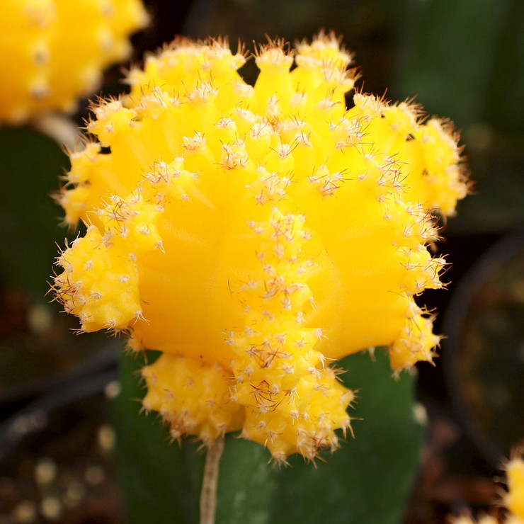 yellow_graft__11648.1655327153