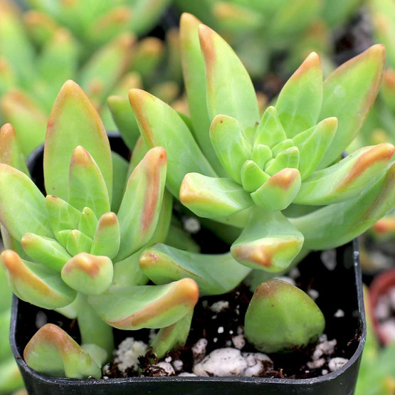 Pachysedum 'Frank Venz' | Mountain Crest Gardens™
