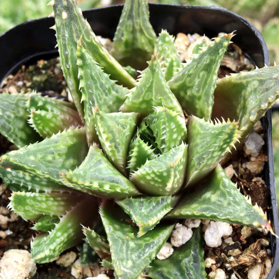 Haworthia variegata var. petrophila | MCG™