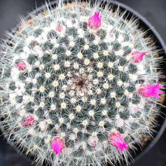 Mammillaria hahniana - Old Lady Cactus [large]