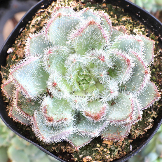echeveria_setosa_minor-
