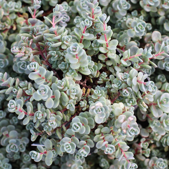 sedum_isle_sakhalin__42788.