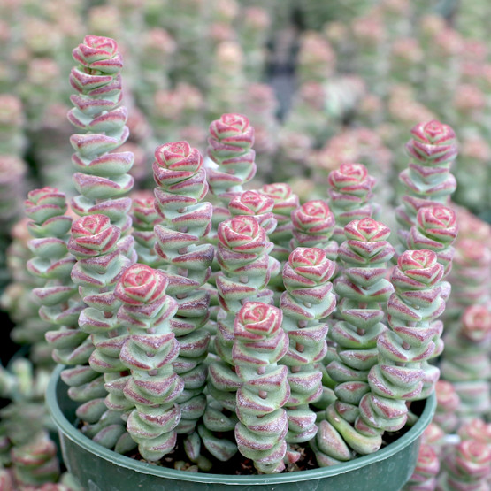 Crassula Rupestris 'Baby's Necklace' Care and Propagation - Succulent Plant  Care