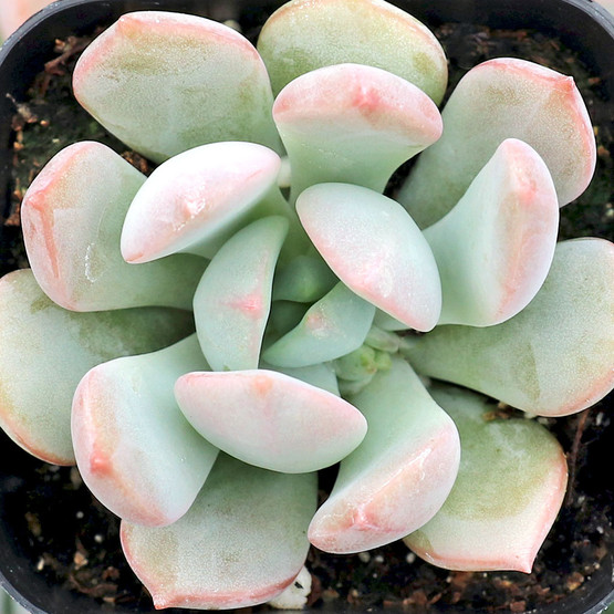 Graptoveria 'A Grim One' | Mountain Crest Gardens™