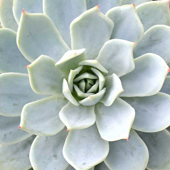 Echeveria_tolucensis_large__62