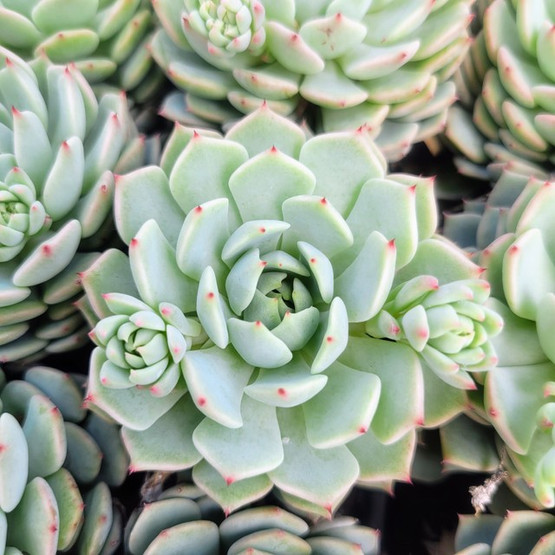 Echeveria 'Vincent Catto' | Mountain Crest Gardens™