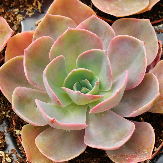 Echeveria 'Cassyz Winter' | Mountain Crest Gardens™