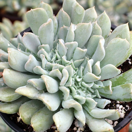Echeveria runyonii 'Topsy Turvy' f. cristata [large] | MCG™