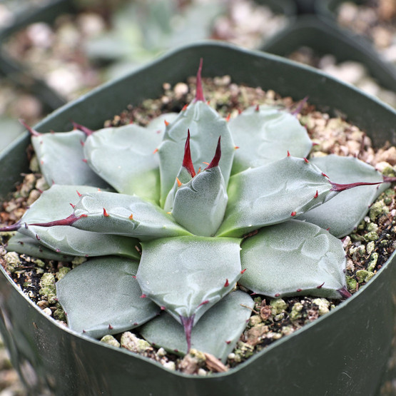 #24 吉祥天(agave parryi var.huachucensis) アガベ・パリー 'ホーチエンシス'（吉祥天）｜Agave parryi var