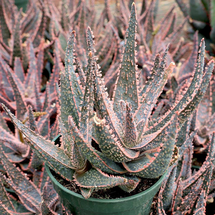 aloe_purple_haze_toothy__01305