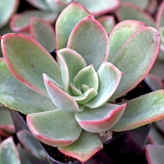 Echeveria_Lemon_and_Lime_2__08
