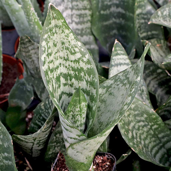 Sansevieria trifasciata 'Futura Robusta' | MCG