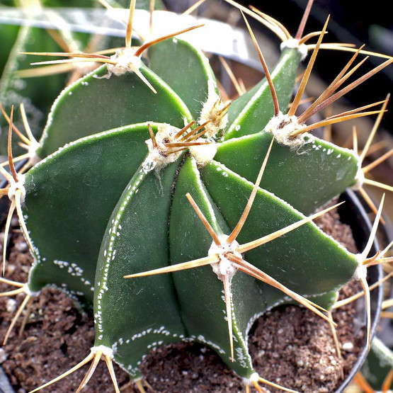 Astrophytum_Ornatum_Star_Cactu