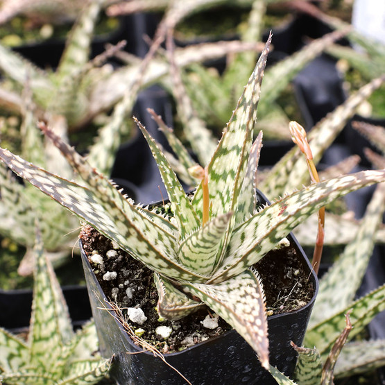 Aloe 'Lizard Lips' Mountain Crest Gardens™